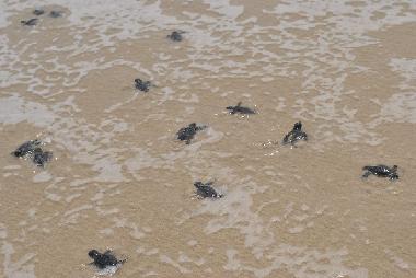 baby turtles, just hatched and released.