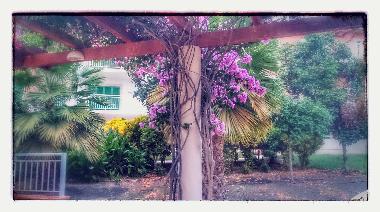 Vila Verde Canna gardens