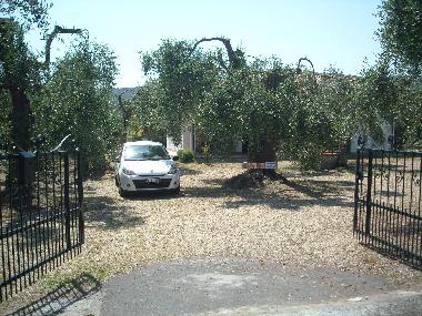 fra gli ulivi