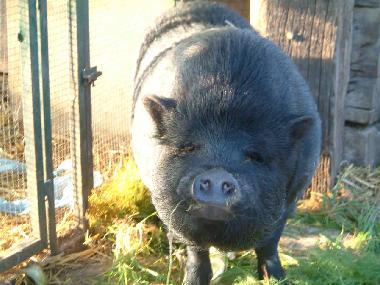 Holiday Apartment in Tarquinia (Viterbo) or holiday homes and vacation rentals