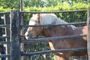 Holiday Apartment in Tarquinia (Viterbo) or holiday homes and vacation rentals