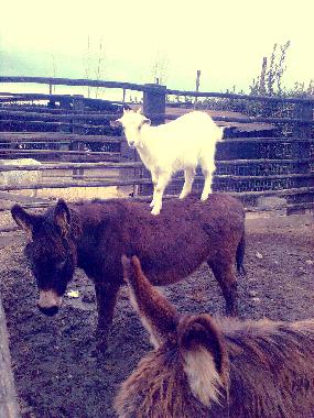 Holiday Apartment in Tarquinia (Viterbo) or holiday homes and vacation rentals