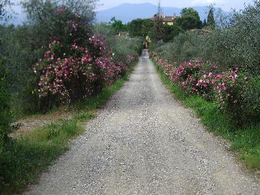 road leading to property
