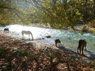 Holiday House in Plataria (Thesprotia) or holiday homes and vacation rentals