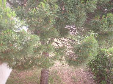 Holiday Apartment in sainte-marie la mer (Pyrnes-Orientales) or holiday homes and vacation rentals