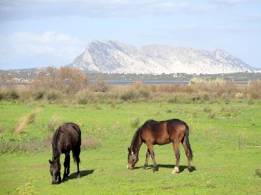 Villa in San Teodoro (Olbia-Tempio) or holiday homes and vacation rentals