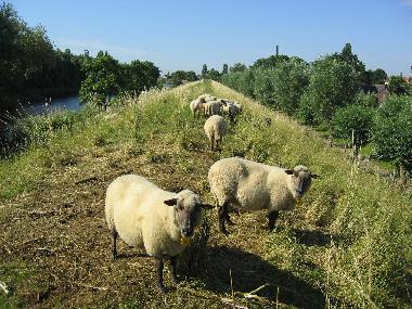 Holiday House in Stellendam (Zuid-Holland) or holiday homes and vacation rentals