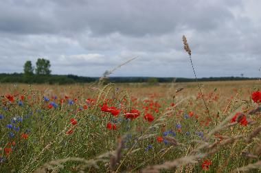 Holiday House in Walcourt (Wallonia) or holiday homes and vacation rentals
