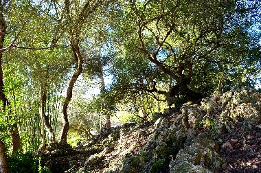 Villa in Sant Lloren des Cardassar (Mallorca) or holiday homes and vacation rentals