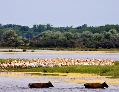 Holiday House in Somova (Tulcea) or holiday homes and vacation rentals