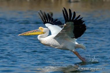 Holiday House in Somova (Tulcea) or holiday homes and vacation rentals