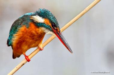 Holiday House in Somova (Tulcea) or holiday homes and vacation rentals