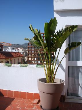 Holiday Apartment in MALAGA (M�laga) or holiday homes and vacation rentals