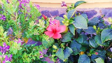 Holiday Apartment in Rojales (Alicante / Alacant) or holiday homes and vacation rentals