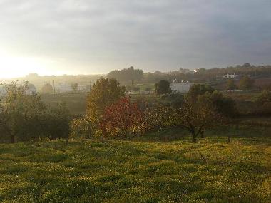 Holiday House in Martina Franca (Taranto) or holiday homes and vacation rentals