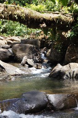 Villa in Puntarenas (Puntarenas) or holiday homes and vacation rentals