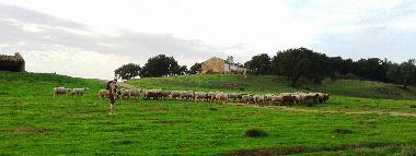 Holiday Apartment in Santiago do Cacm (Alentejo Litoral) or holiday homes and vacation rentals