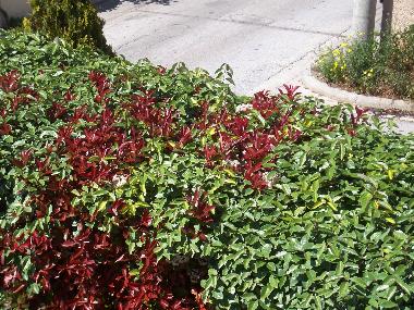 Villa in rafina (Attiki) or holiday homes and vacation rentals