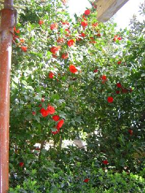 Red blooming camely
