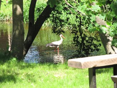Mr.Stork, CEO - welcomes VIP guests, takes care of fish products