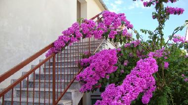 Apartments Marija �urjak