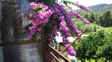 Apartments Marija �urjak