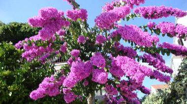 Apartments Marija �urjak