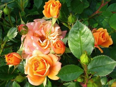 Apartments Marija �urjak