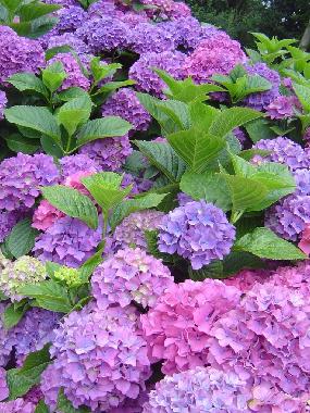 Apartments Marija �urjak