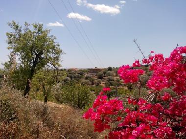 country around the house