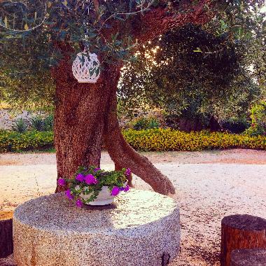 Villa in Ostuni (Brindisi) or holiday homes and vacation rentals