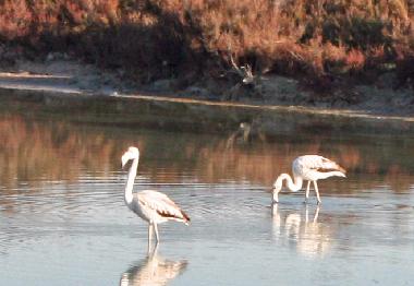 Holiday House in San Giovanni Suergiu (Carbonia-Iglesias) or holiday homes and vacation rentals