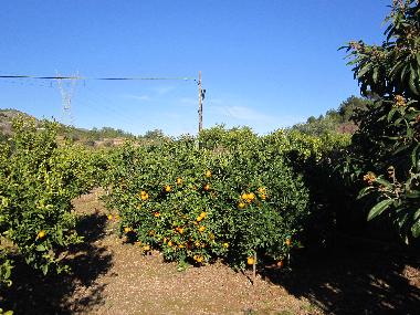 Holiday House in Borriol (Castell�n / Castell�) or holiday homes and vacation rentals