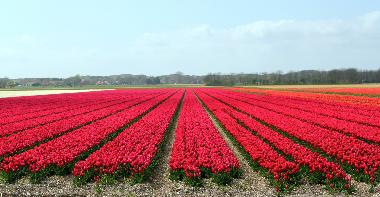 Holiday House in Egmond aan den Hoef (Noord-Holland) or holiday homes and vacation rentals