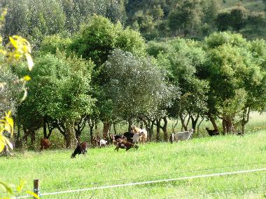 Holiday House in Cercal do Alentejo (Alentejo Litoral) or holiday homes and vacation rentals