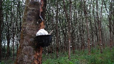 Villa in Ao Nang (Krabi) or holiday homes and vacation rentals