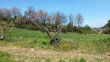 Holiday Apartment in Altidona (Ascoli Piceno) or holiday homes and vacation rentals
