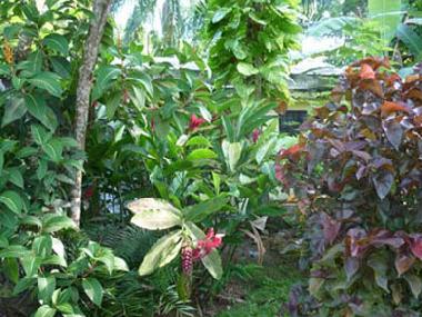 Holiday House in Las Terrenas (Samana) or holiday homes and vacation rentals