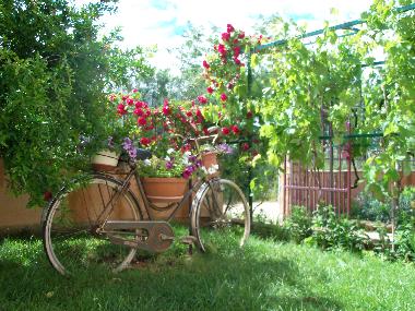 Holiday Apartment in Premantura (Istarska) or holiday homes and vacation rentals