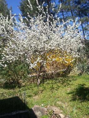 Holiday House in malbosc (Ard�che) or holiday homes and vacation rentals