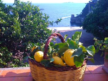 seaview from the garden