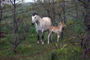 Bed and Breakfast in San Marco in Lamis (Foggia) or holiday homes and vacation rentals