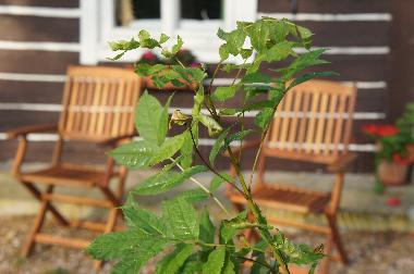 Holiday House in Jivka - Janovice (Kralovehradecky Kraj) or holiday homes and vacation rentals