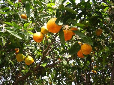 Holiday House in Denia (Alicante / Alacant) or holiday homes and vacation rentals