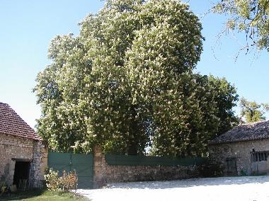 Holiday House in ST AUBIN DE LANQUAIS (Dordogne) or holiday homes and vacation rentals