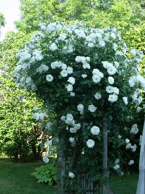 Holiday House in ST AUBIN DE LANQUAIS (Dordogne) or holiday homes and vacation rentals