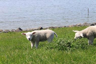 Holiday House in Lemmer (Friesland) or holiday homes and vacation rentals