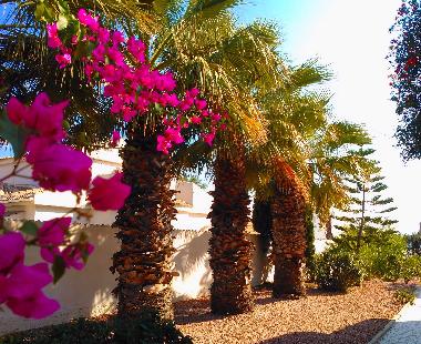 Villa in Torrevieja (Alicante / Alacant) or holiday homes and vacation rentals