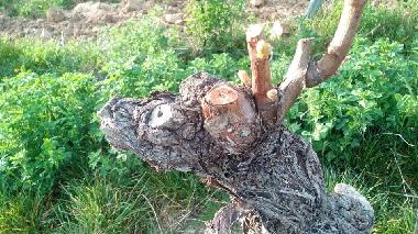 Holiday House in Ribeauville (Haut-Rhin) or holiday homes and vacation rentals