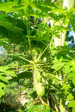 Holiday House in Habaraduwa (Galle) or holiday homes and vacation rentals